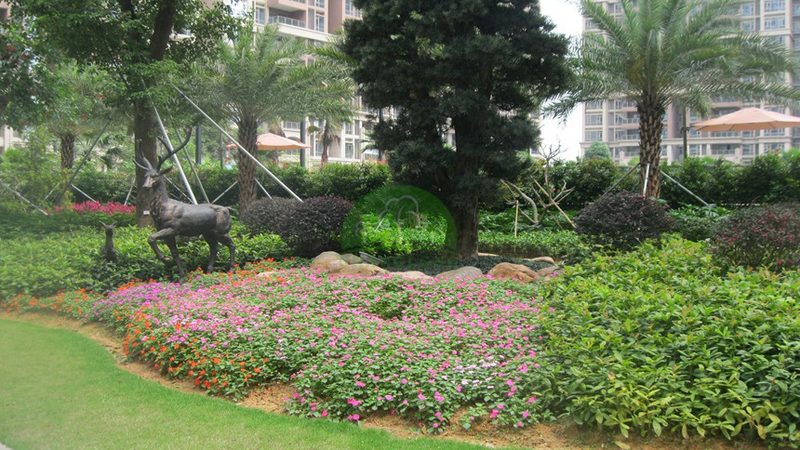 苗木种植与造林成本对比：哪些因素影响成本高低**