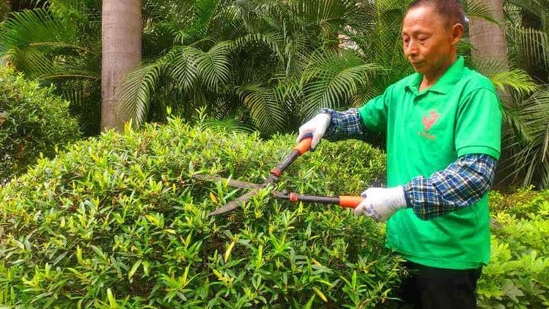 苗木种植：品种选择与价格因素考量