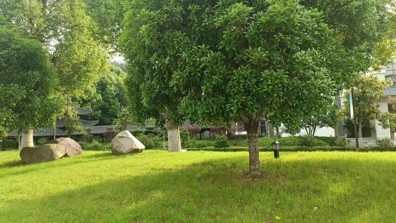成都开业庆典绿植租赁：如何打造绿色氛围**